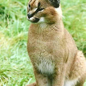 Caracal 12th September 2012