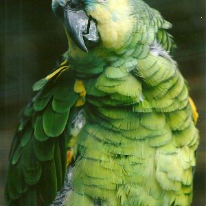 Blue-fronted Amazon 12th September 2012