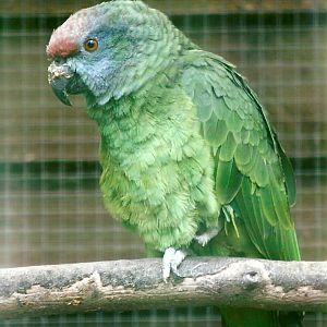 Festive Amazon 12th September 2012