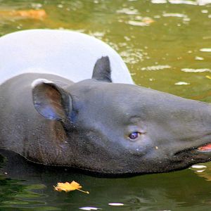 Malayan tapir swimming; London Zoo; 14th October 2012