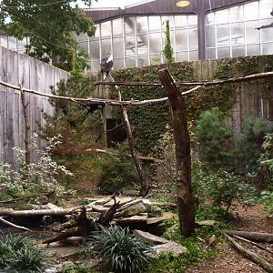 Stellar Sea Eagle Exhibit 10-12-12