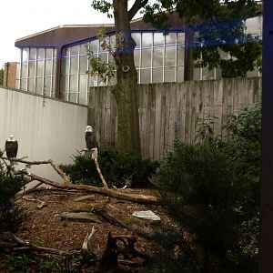 Bald Eagle Exhibit 10-12-12