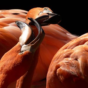 Dueling Flamingos 10-11-12