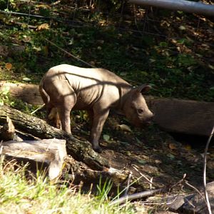 Rhino Calf Outside Introduction 10-11-12