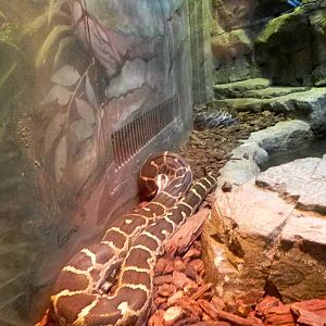 Sunrise Stroll Reptile Feeding