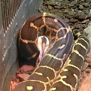 Sunrise Stroll Reptile Feeding