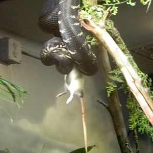 Sunrise Stroll Reptile Feeding