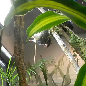 Sunrise Stroll Reptile Feeding