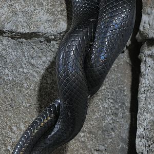 Boelens pythons mating