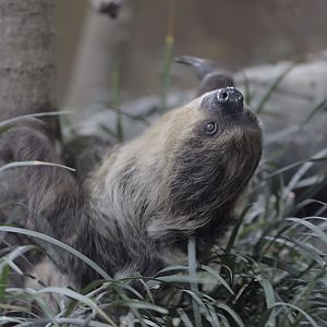Two-toed sloth on the ground