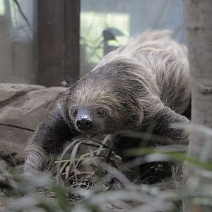 Two-toed sloth walking on the ground