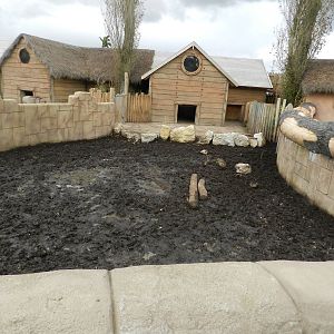 Red River Hog Exhibit at Flamingo Land - 14/10/2012