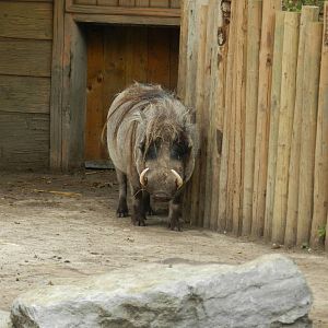 Common Warthog at Flamingo Land - 14/10/2012