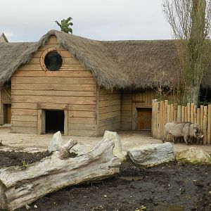 Common Warthog Exhibit at Flamingo Land - 14/10/2012