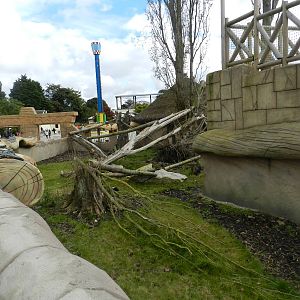 Coati Exhibit at Flamingo Land - 14/10/2012