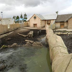 Visayan Warty Pig Exhibit at Flamingo Land - 14/10/2012