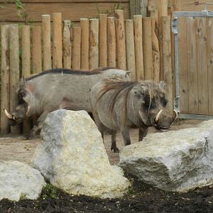Common Warthogs at Flamingo Land - 14/10/2012