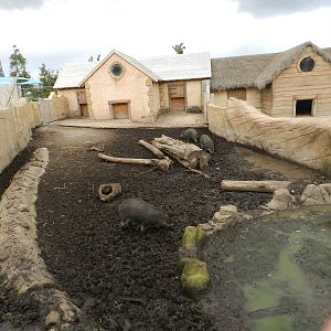 Visayan Warty Pig Exhibit at Flamingo Land -14/10/2012