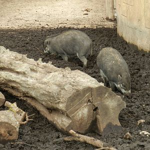 Visayan Warty Pigs at Flamingo Land - 14/10/2012