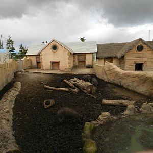 Visayan Warty Pig Exhibit at Flamingo Land - 14/10/2012