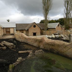 Pig Exhibits at Flamingo Land - 14/10/2012