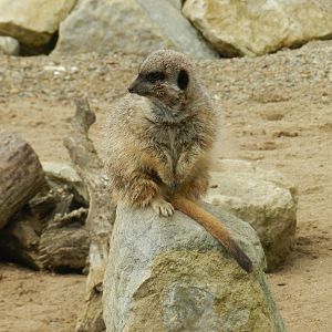 Meerkat at Flamingo Land - 14/10/2012
