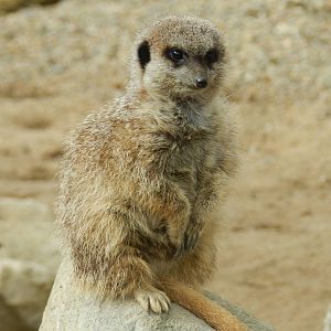 Meerkat at Flamingo Land - 14/10/2012