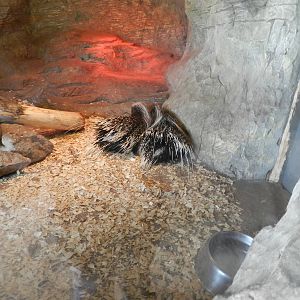 Porcupine Exhibit at Flamingo Land - 14/10/2012
