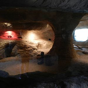 Indoor Meerkat Exhibit at Flamingo Land - 14/10/2012