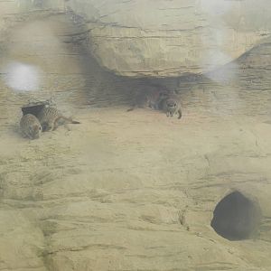 Meerkats at Flamingo Land - 14/10/2012