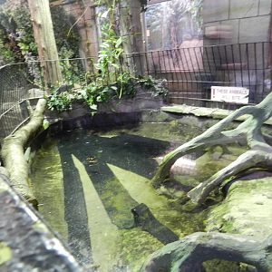Common Snapping Turtle Exhibit at Flamingo Land - 14/10/2012