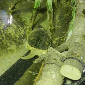 Common Snapping Turtle at Flamingo Land - 14/10/2012