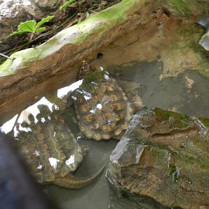 Alligator Snapping Turtles at Flamingo Land - 14/10/2012