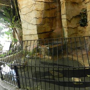 Alligator Snapping Turtle Exhibit at Flamingo Land - 14/10/2012