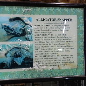 Alligator Snapping Turtle Sign at Flamingo Land - 14/10/2012