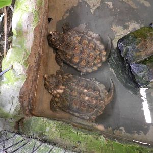 Alligator Snapping Turtles at Flamingo Land - 14/10/2012