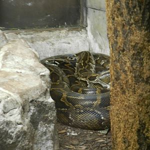 Burmese Rock Python at Flamingo Land - 14/10/2012