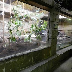 Malayan Water Monitor Exhibit at Flamingo Land - 14/10/2012