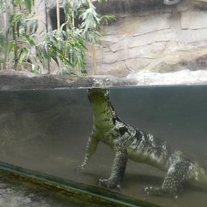 Malayan Water Monitor at Flamingo Land - 14/10/2012