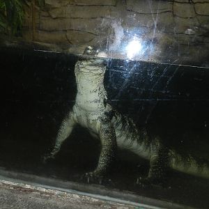 Malayan Water Monitor at Flamingo Land - 14/10/2012