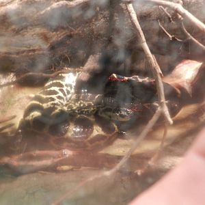 Snake (species?) at Flamingo Land - 14/10/2012