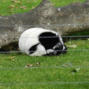 Black and White Ruffed Lemur at Flamingo Land - 14/10/2012