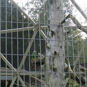 Parrotspere at Flamingo Land - 14/10/2012