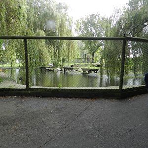 Pelicans at Flamingo Land - 14/10/2012