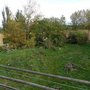 Tiger Exhibit at Flamingo Land - 14/10/2012