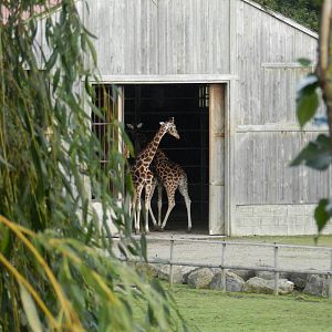 Giraffes at Flamingo Land - 14/10/2012