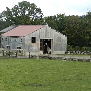 Giraffe House at Flamingo Land - 14/10/2012