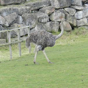 Ostrich at Flamingo Land - 14/10/2012