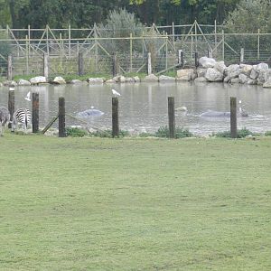Hippo Lake at Flamingo Land - 14/10/2012