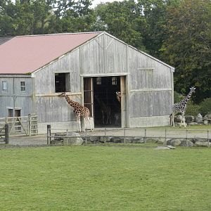 Giraffe House at Flamingo Land - 14/10/2012